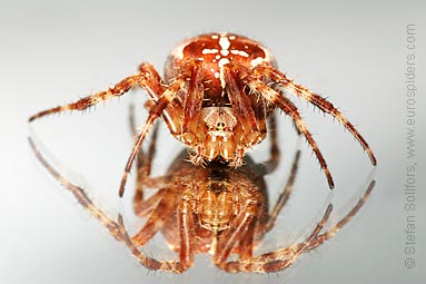 Garden or Cross spider Araneus diadematus