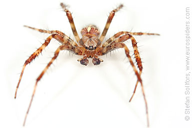 Garden or Cross spider Araneus diadematus