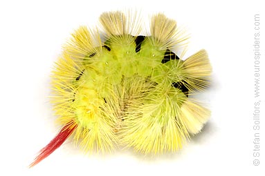 Pale Tussock moth larva - calliteara pudibunda
