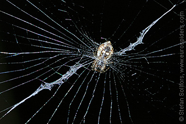 Trash line spider Cyclosa conica