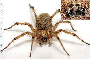 - Cyproitic spiders