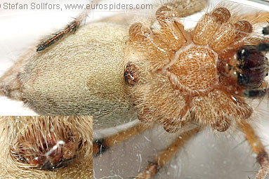 - Cyproitic spiders