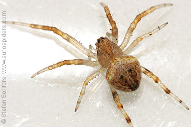 - Cyproitic spiders