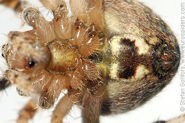 - Cyproitic spiders