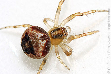 - Cyproitic spiders