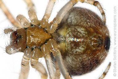 - Cyproitic spiders