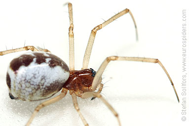 - Cyproitic spiders