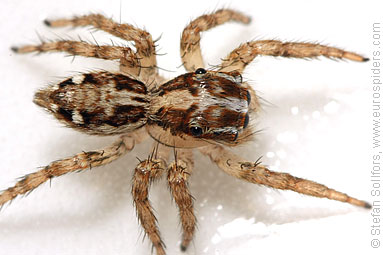 - Cyproitic spiders