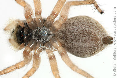 - Cyproitic spiders