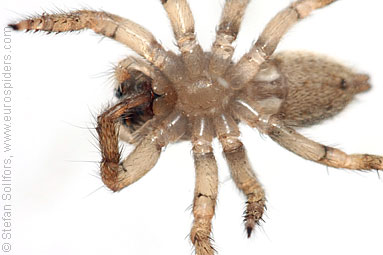 - Cyproitic spiders