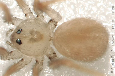 - Cyproitic spiders