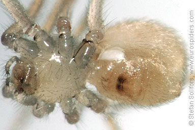 - Cyproitic spiders