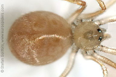 - Cyproitic spiders