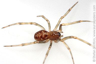 - Cyproitic spiders