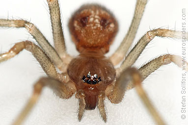 - Cyproitic spiders