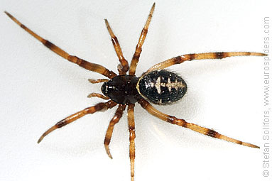 - Cyproitic spiders