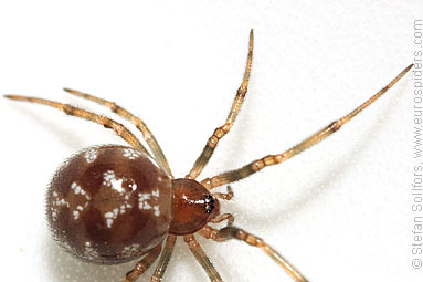 - Cyproitic spiders