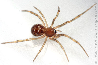 - Cyproitic spiders