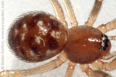 - Cyproitic spiders