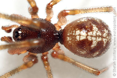 - Cyproitic spiders