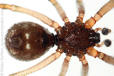 - Cyproitic spiders