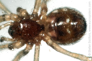 - Cyproitic spiders