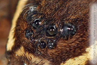 Fen Raft spider Dolomedes plantarius