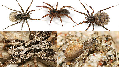 Lycosidae spider photos