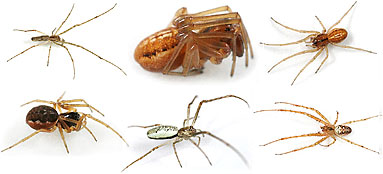 Tetragnathidae spider photos