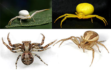 Thomisidae spider photos
