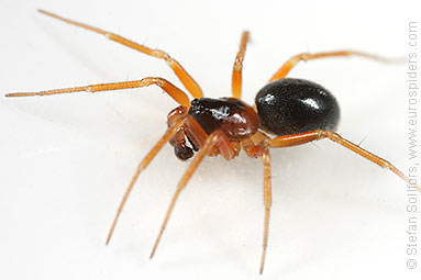 Orange-legged spider Gongylidium rufipes