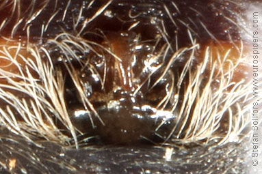 Furrow Orb-weaver Larinioides cornutus