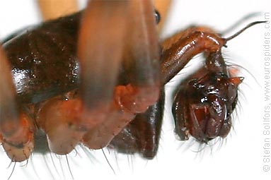 Common tree-weaver Lepthyphantes minutus