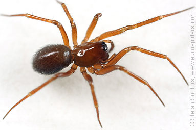 Winter litter-spider Macrargus rufus