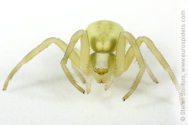 Goldenrod Crab spider Misumena vatia