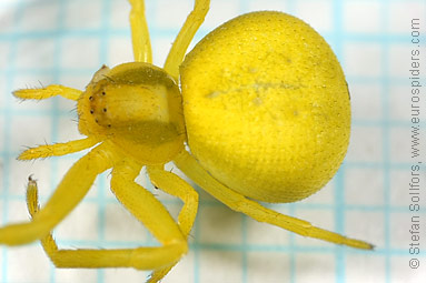 Goldenrod Crab spider Misumena vatia