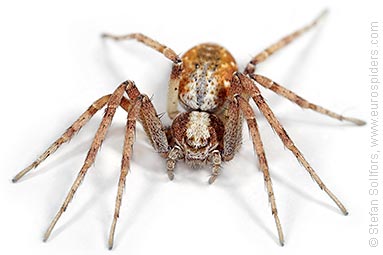 Turf running-spider Philodromus cespitum