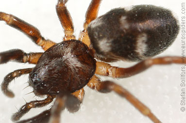 Pretty ant-spider Phrurolithus festivus