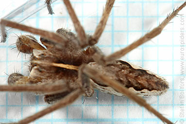 Nursery Web spider Pisaura mirabilis