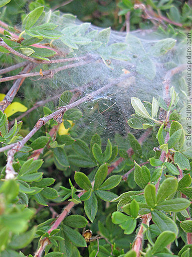 Nursery Web spider Pisaura mirabilis