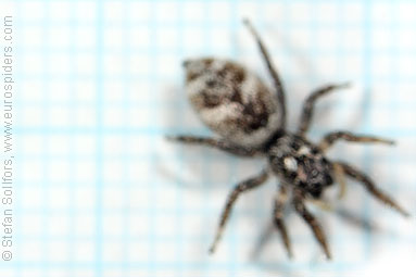 Zebra spider or Zebra jumper Salticus scenicus