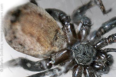 Burnt wolf-spider Xerolycosa nemoralis