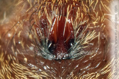 Common fox-spider Alopecosa pulverulenta