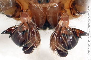 Four-spot orb weaver Araneus quadratus
