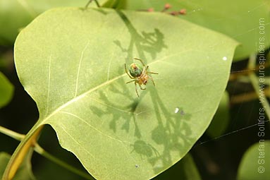 Cucumber spider Araniella cucurbitina