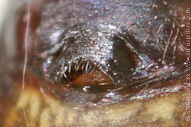 Platform hammock-spider Neriene peltata