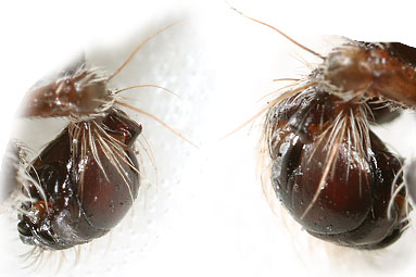 Walnut orb-weaver Nuctenea umbratica