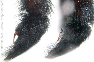 Spotted wolf-spider Pardosa amentata