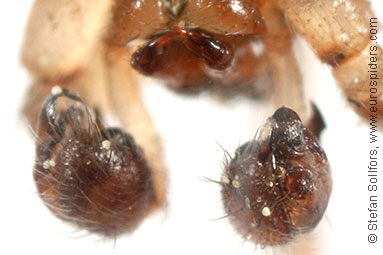 Tree sector-spider Stroemiellus stroemi