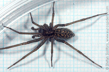 House spider Tegenaria atrica